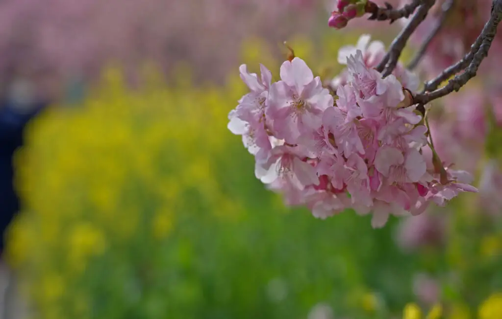 Cherry Blossom Season Japan