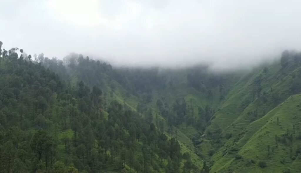 malkandi forest