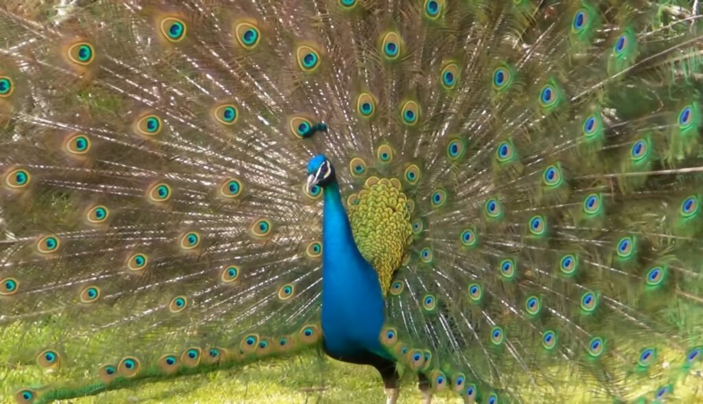 peacock
