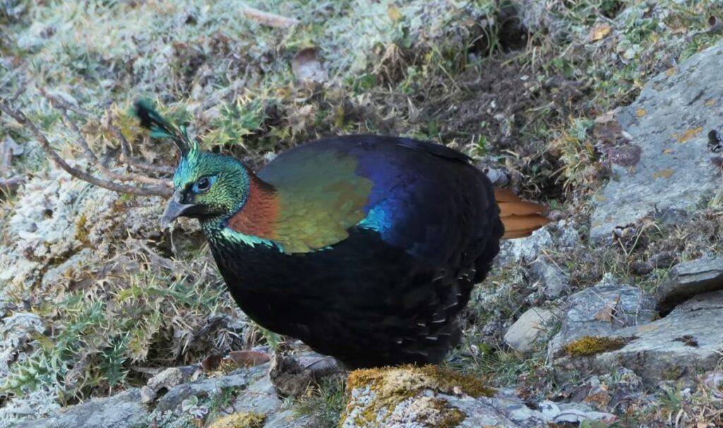 Himalayan monal