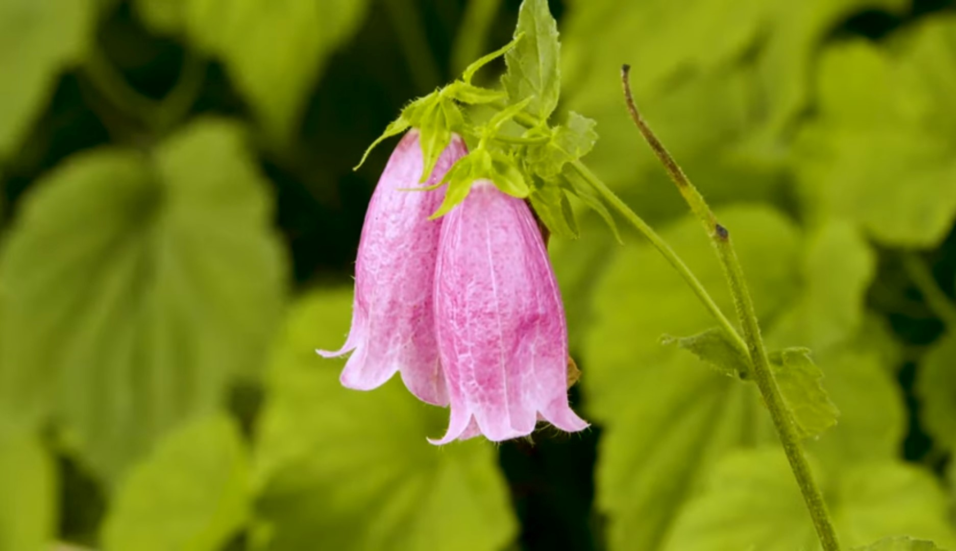 Bellflowers: Adding A Touch Of Elegance To Your Garden