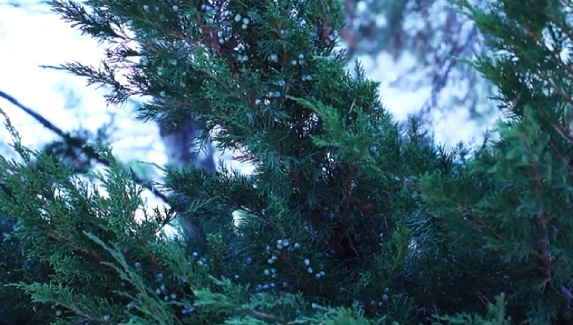 The Adaptable Juniper Tree A Guide to Growth and Uses