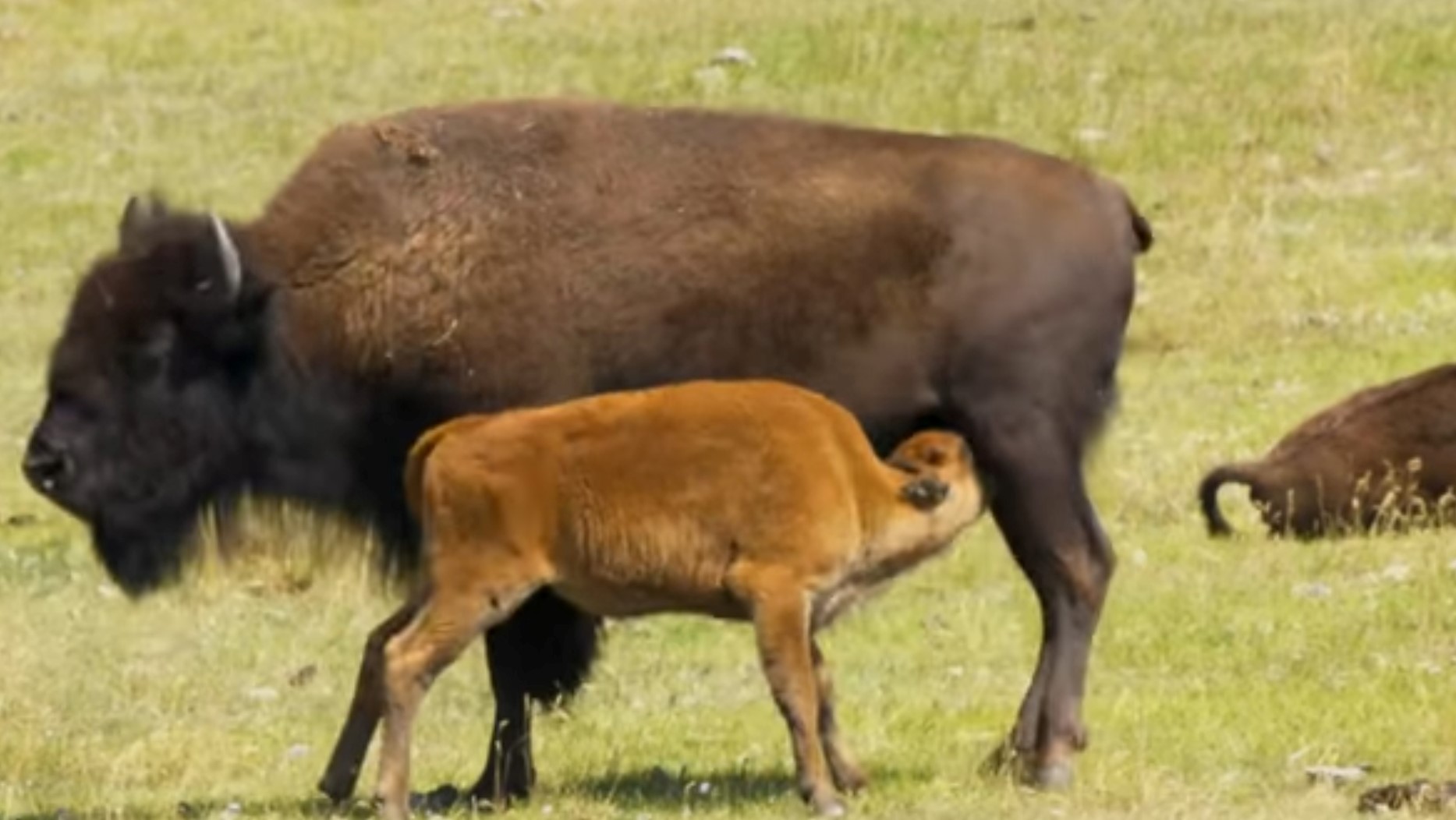 bison