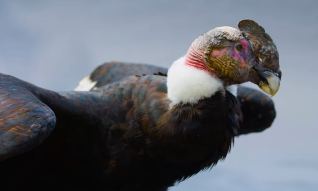 Andean Condor