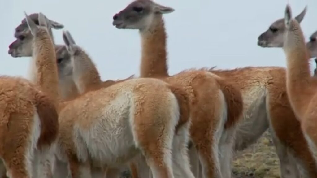 Guanacos