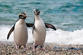 Crested Penguin