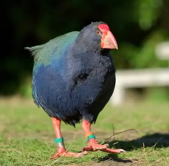 takahe