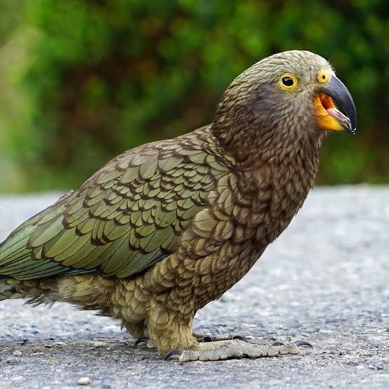kea