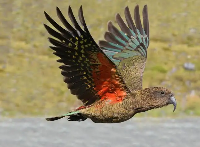 kea bird