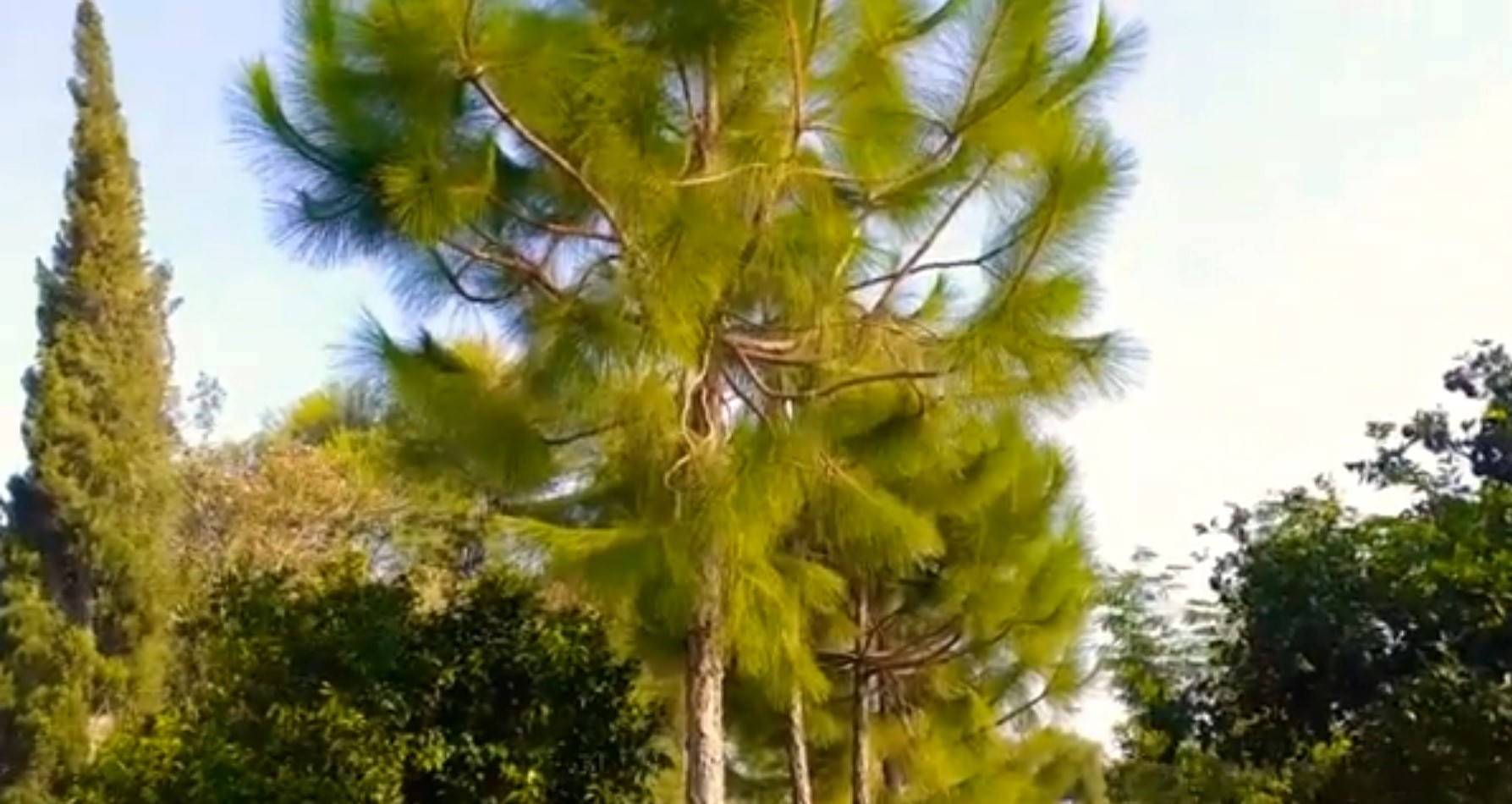 Pine trees