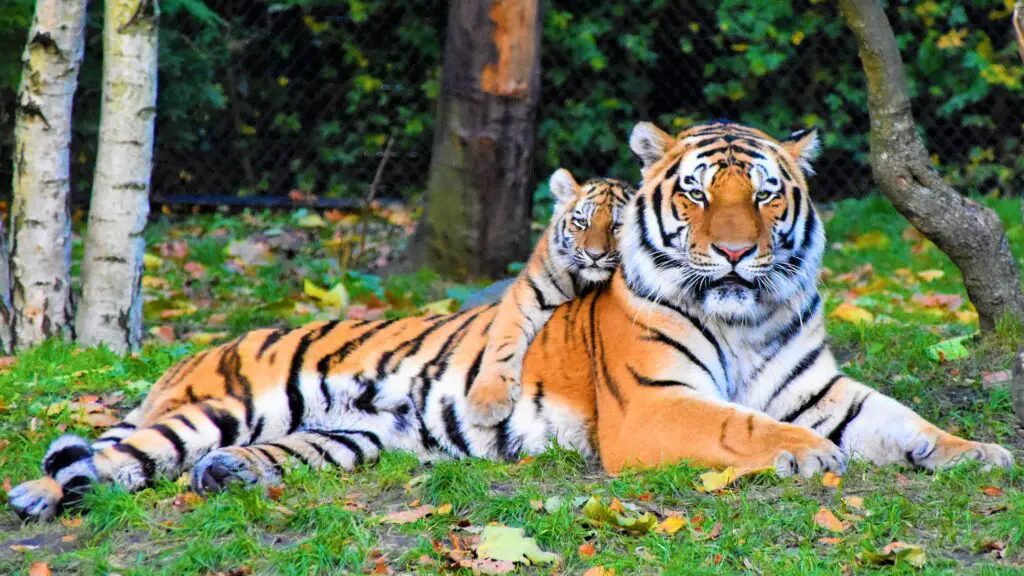 Photo by Waldemar: https://www.pexels.com/photo/photo-of-tiger-and-cub-lying-down-on-grass-2541239/