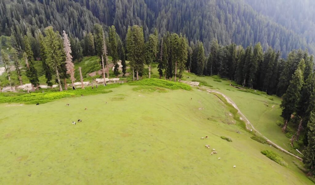Danna Meadows